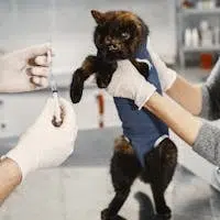 A tortoiseshell cat being prepared for vaccination in a veterinary clinic.