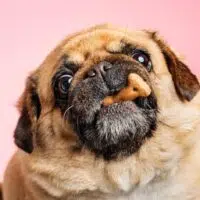 Feeding Your Dog Through Every Life Stage