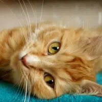 Kidney Disease In Cats Early Signs Most Owners Miss