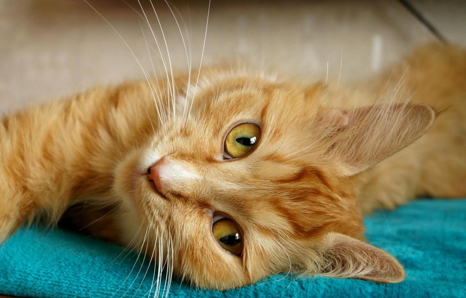 Image showcasing Kidney Disease In Cats Early Signs Most Owners Miss