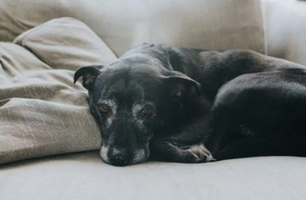 Helping Senior Pets Stay Comfortable And Healthy