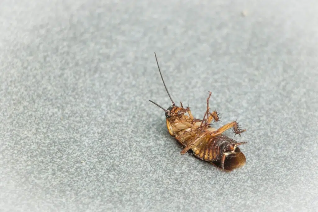 DIY Pest Control vs Professional Pest Control Services In Houston Tx: Which Is More Effective?