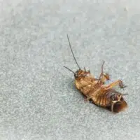 DIY Pest Control vs Professional Pest Control Services In Houston Tx: Which Is More Effective?