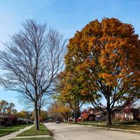A peaceful suburban street lined with vibrant autumn trees and houses under a clear sky.