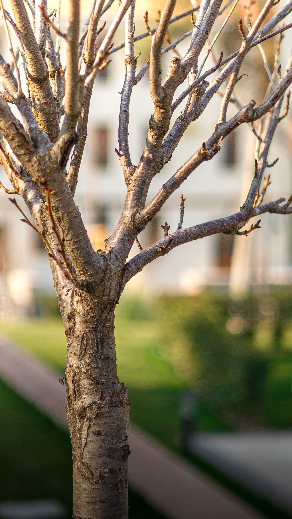 Close-up of a bare tree trunk and branches in a sunny garden, capturing seasonal transition.