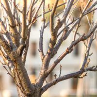Close-up of a bare tree trunk and branches in a sunny garden, capturing seasonal transition.