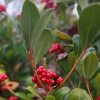 Close-up of red berries and green leaves on a shrub. Ideal for nature and botanical themes.