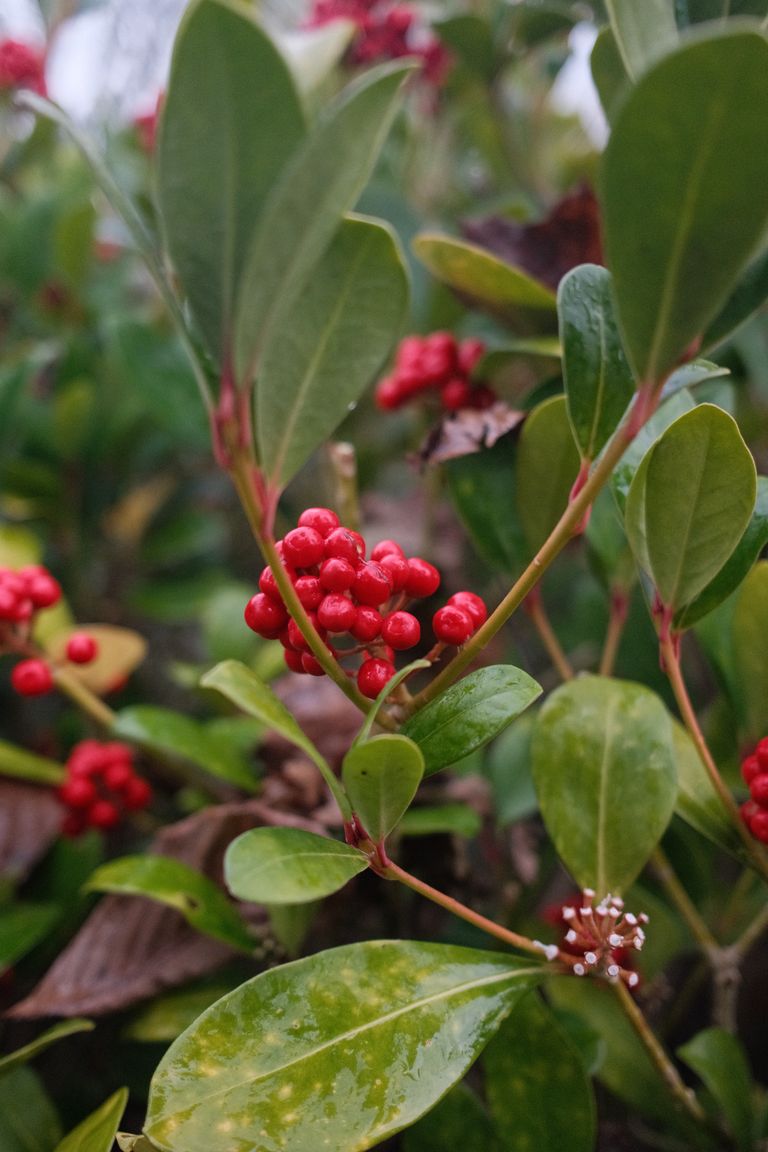 Close-up of red berries and green leaves on a shrub. Ideal for nature and botanical themes.