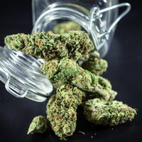 6 Online Cannabis Dispensaries In Canada For Bulk Flower, Concentrates and Edibles