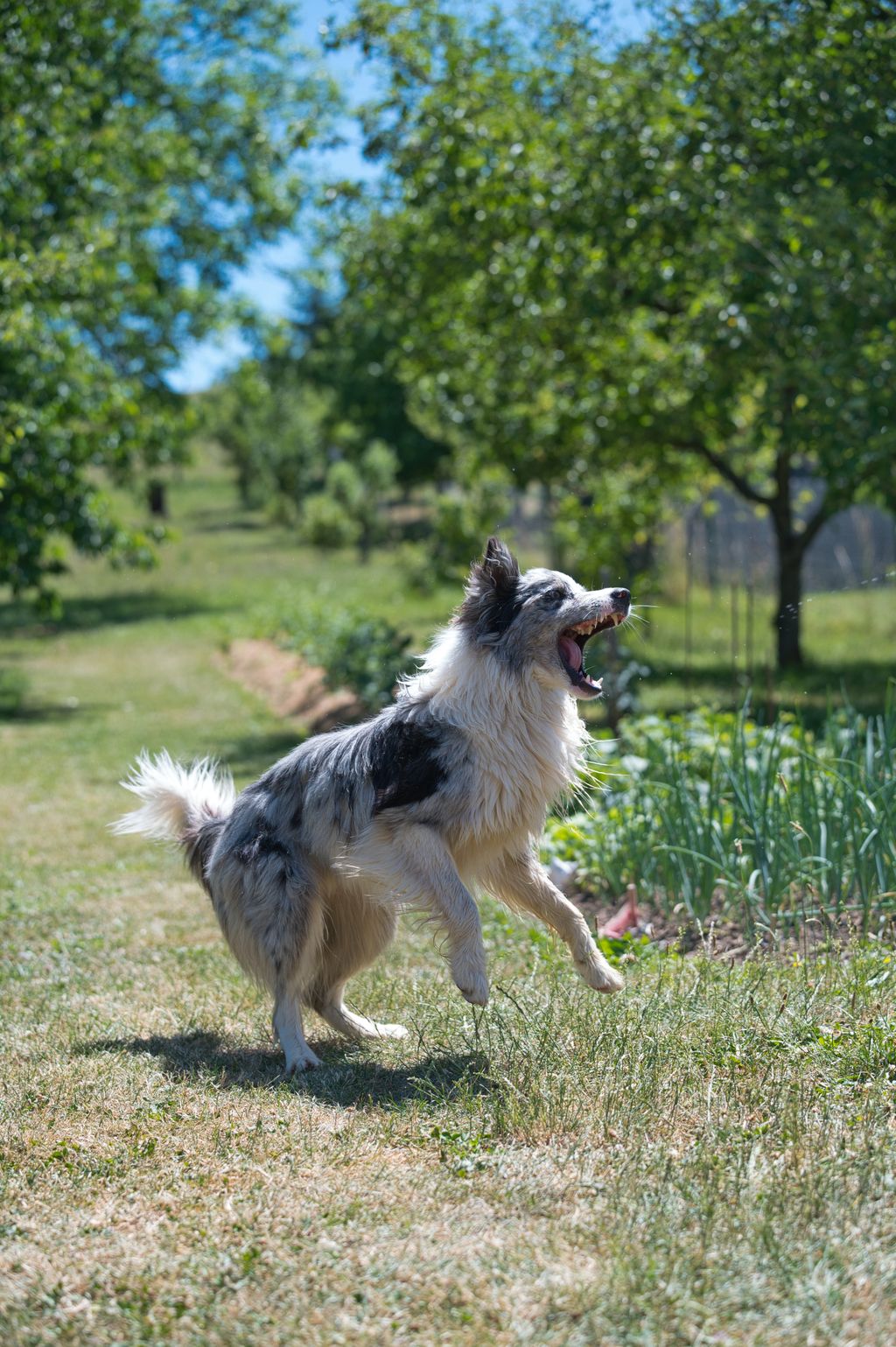 How To Reduce Boarding Stress For High-Energy Or Working Dogs