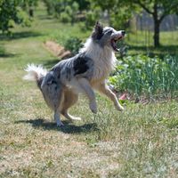 How To Reduce Boarding Stress For High-Energy Or Working Dogs