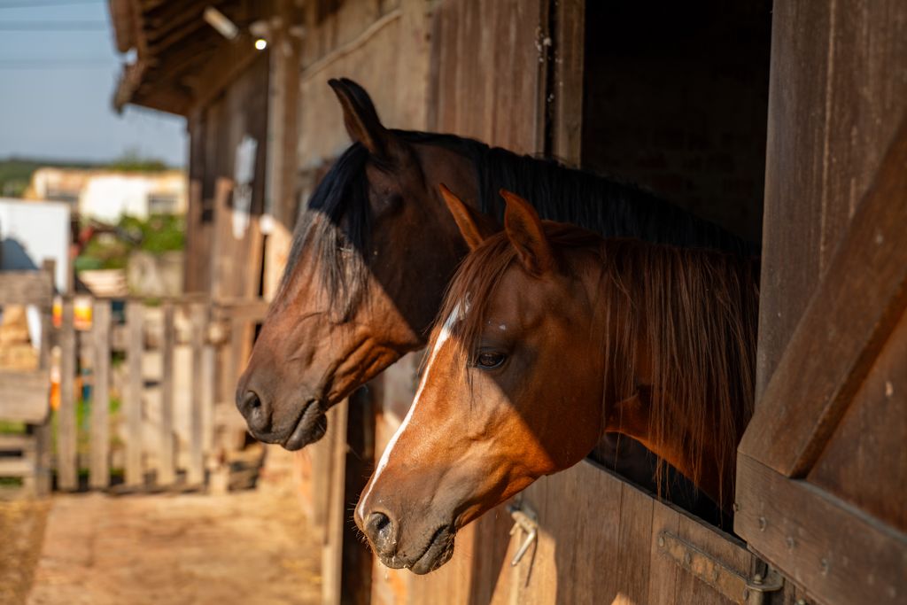 How Horses Help Kids Cope With Trauma and Anxiety