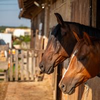How Horses Help Kids Cope With Trauma and Anxiety