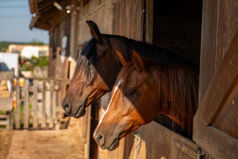 How Horses Help Kids Cope With Trauma and Anxiety